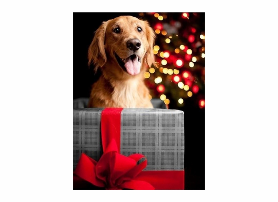 Christmas Images With Happy Dog