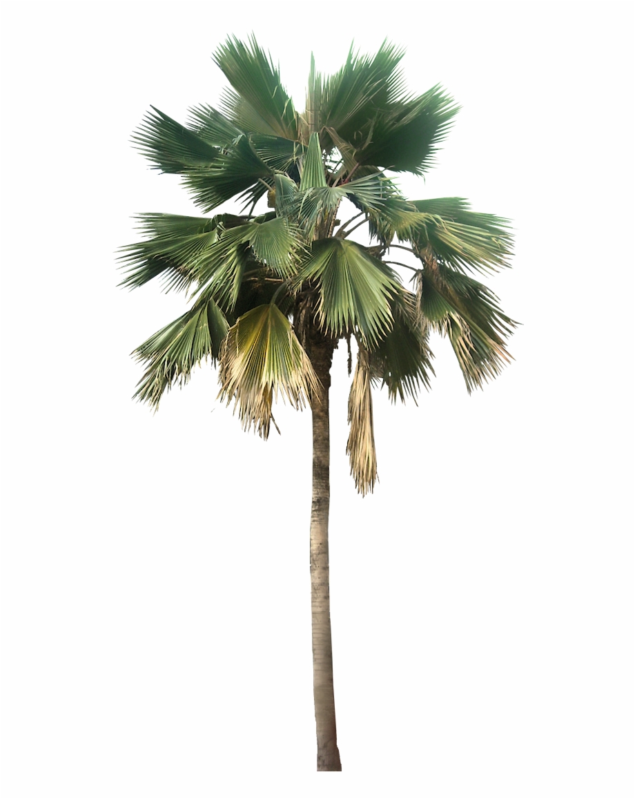 Washingtonia Palm Tree Png Palm Png