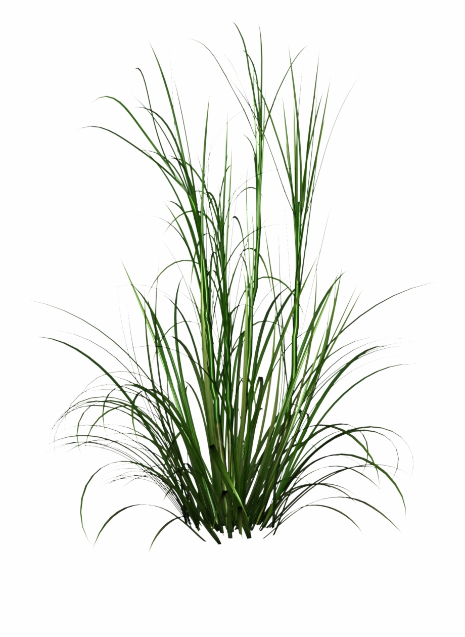Png Format Tall Grass Png