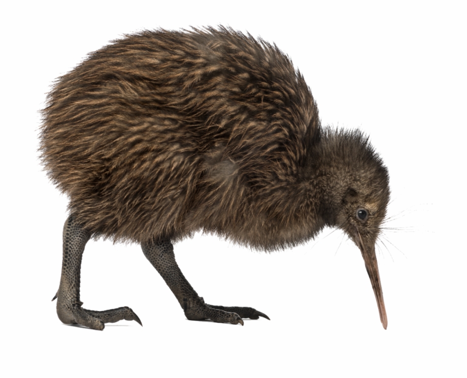 Kiwi Bird Png Image Kiwi Bird Png