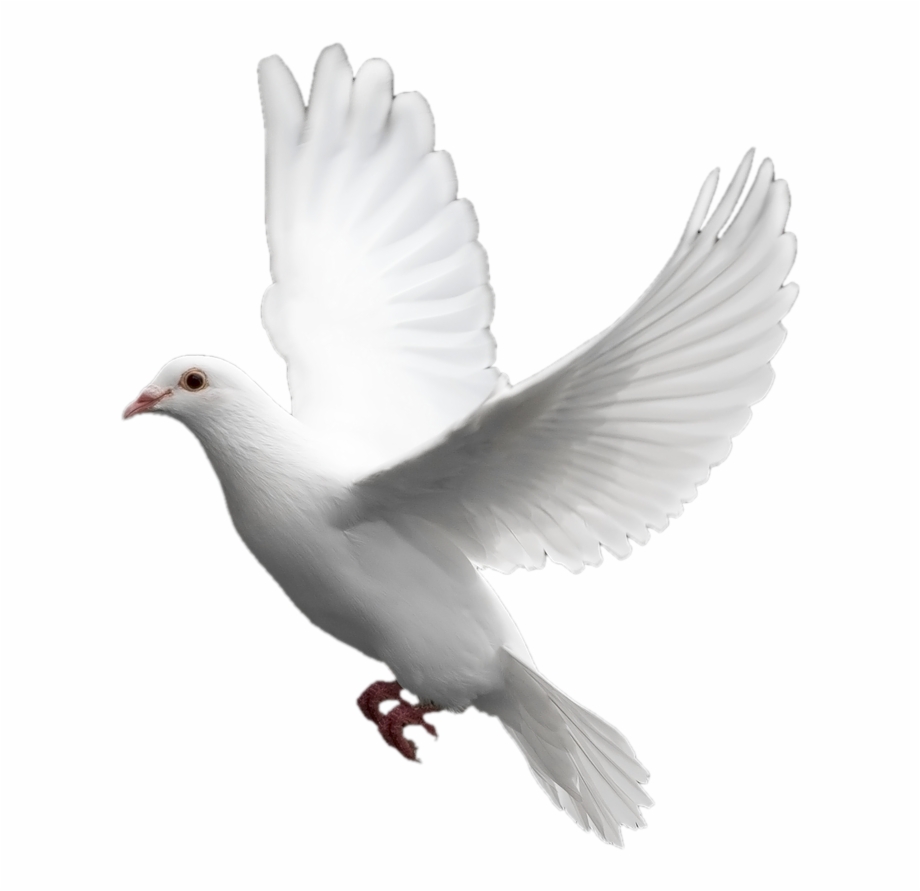 wedding doves png