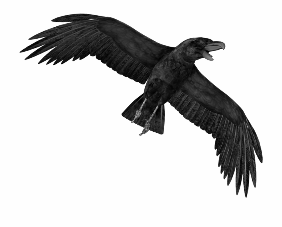 transparent crow png
