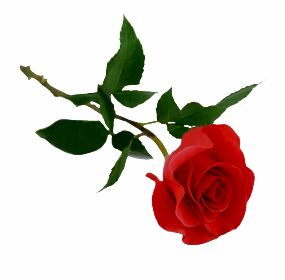Download Rose Png Hd Beautiful Flower Wallpapers With