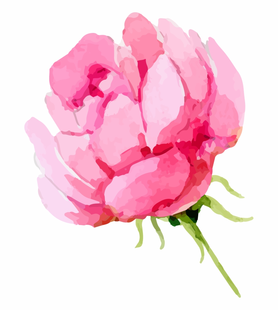 Share This Article Transparent Background Peonies Clipart