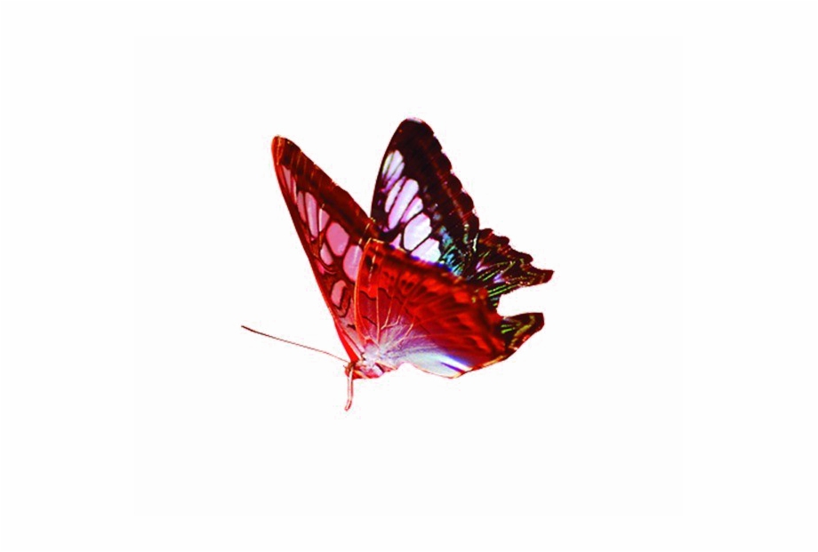 Red Butterfly Png Image Background Transparent Background Png