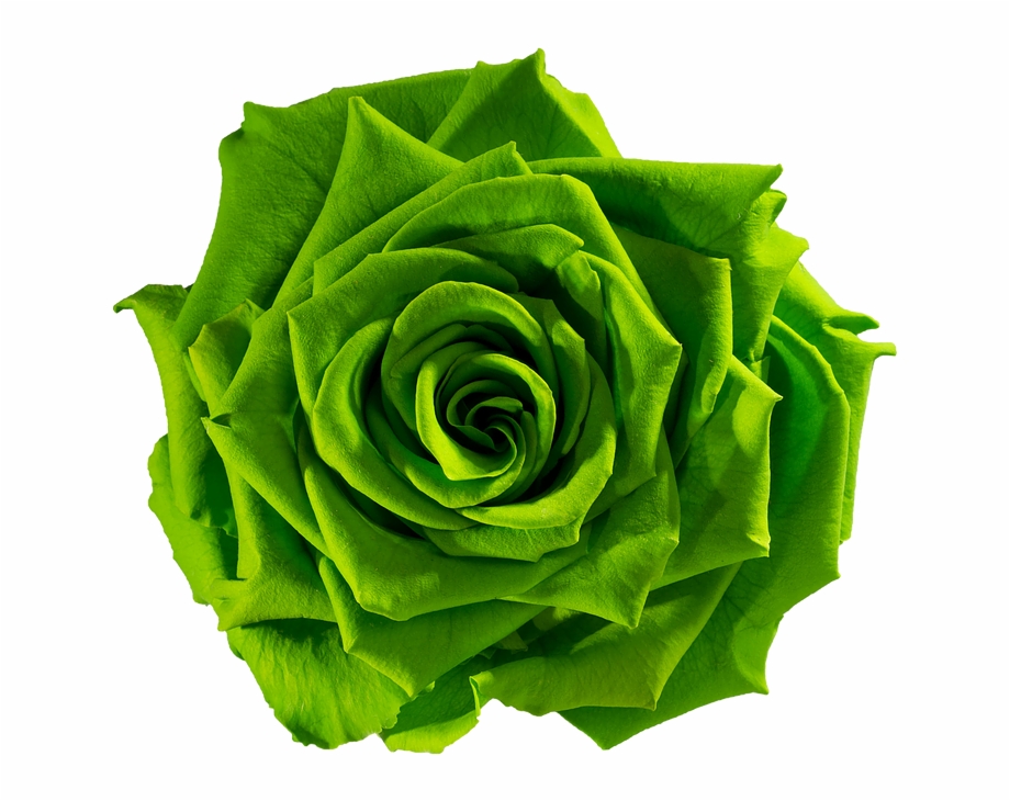 Green Rose Png Portable Network Graphics