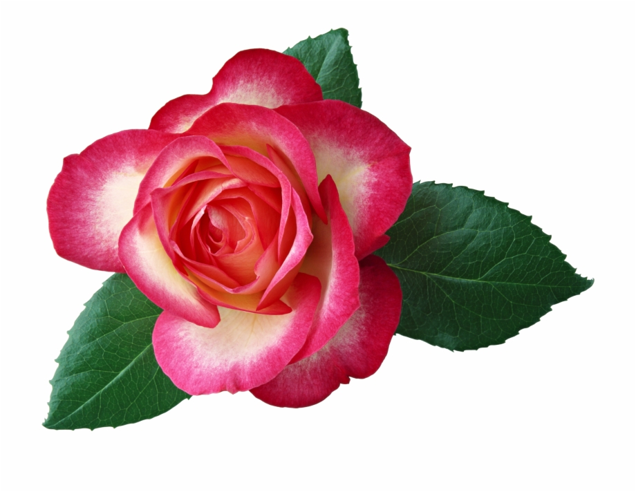 Large Rose Clipart Picture Rose Flower And Leaf