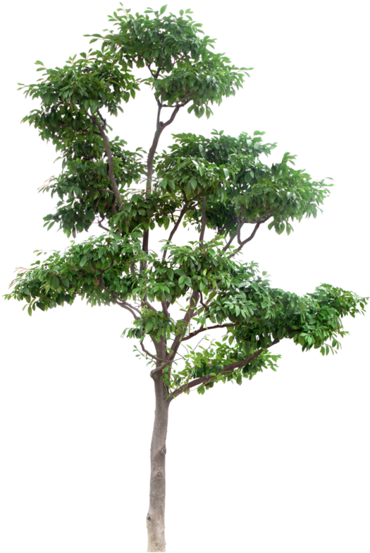 Arbre Png Download High Resolution Trees Png