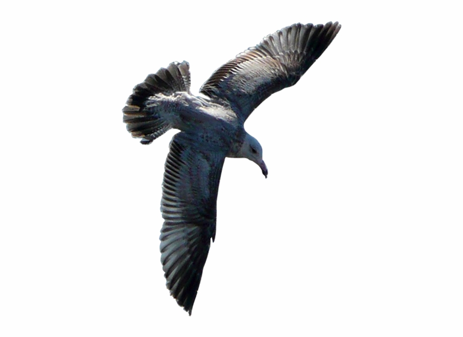 Flying Sea Gull Transparent Image Number Three Burung