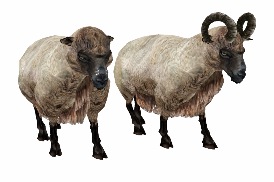 Sheep Oblivion Sheep
