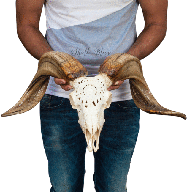 Carved Ram Skull Bull