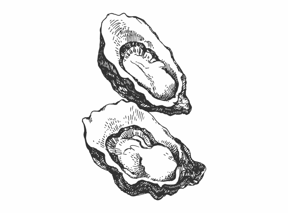 Drawing Of An Oyster Png