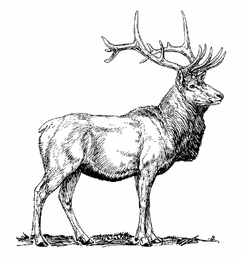 Moose Deer Head Animal Drawings Elk Clipart