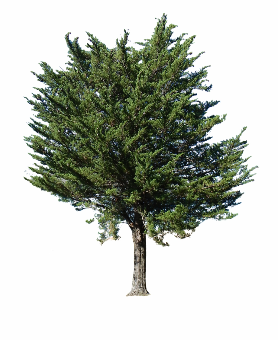 Pine Tree Transparent Alpha Pine Tree Alpha