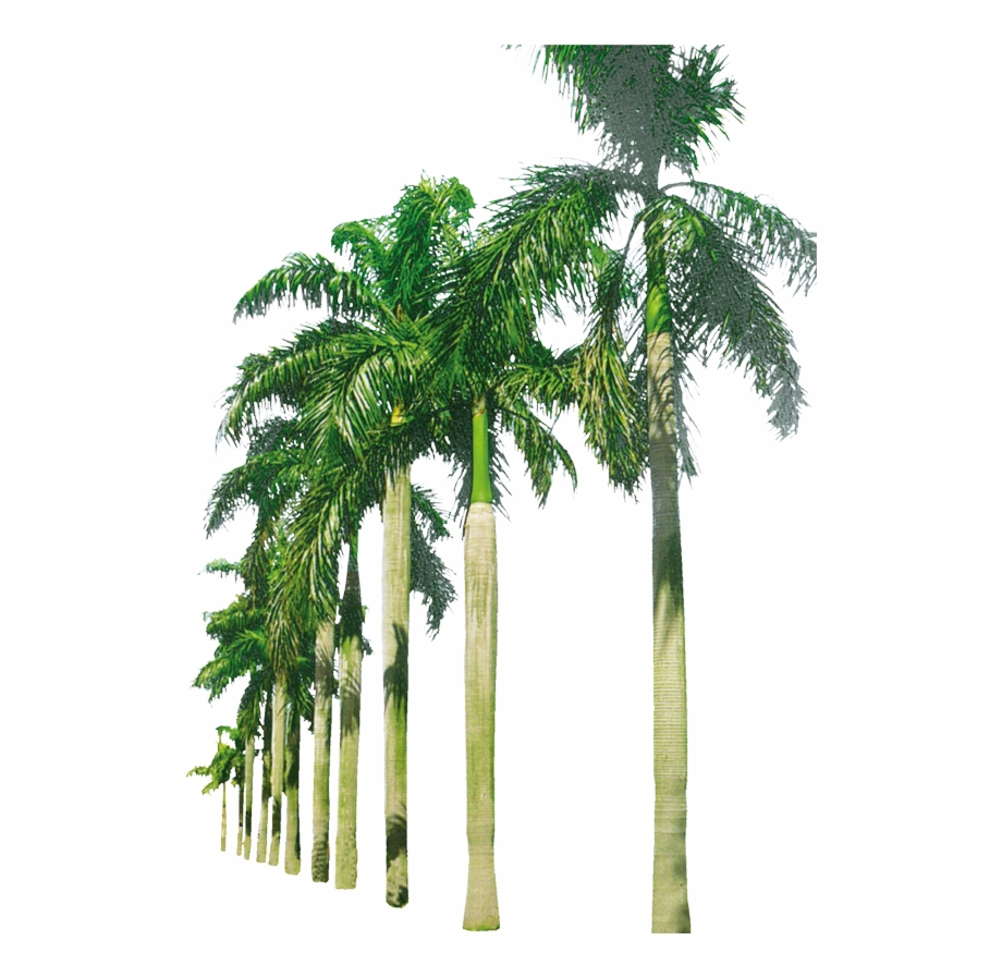real palm trees png

