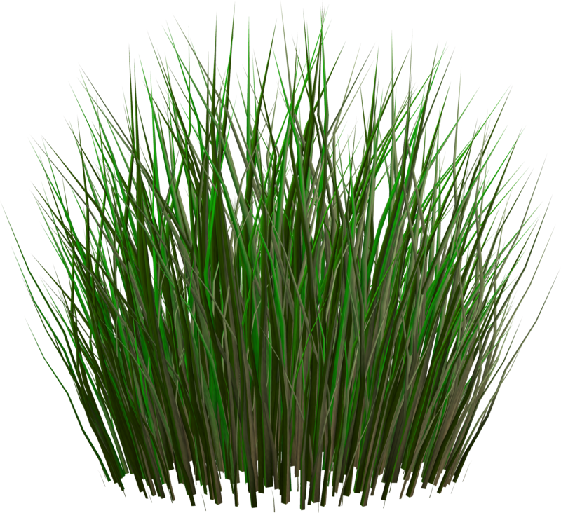 Grass Png Transparent