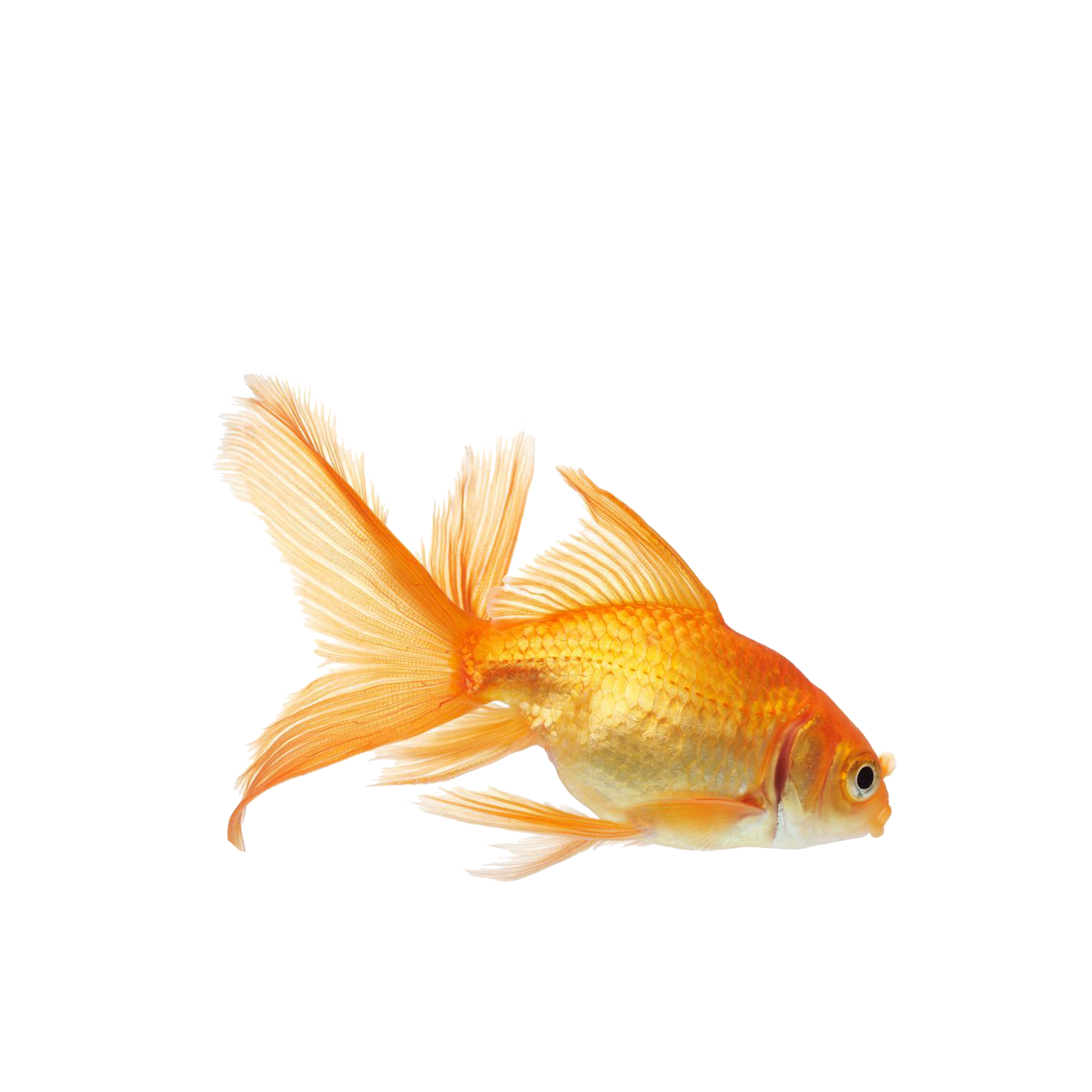 Gold Fish Png