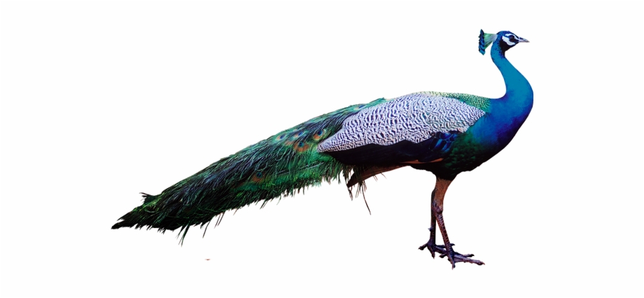 Peacock Stock Png Transparent Peacock In Psd