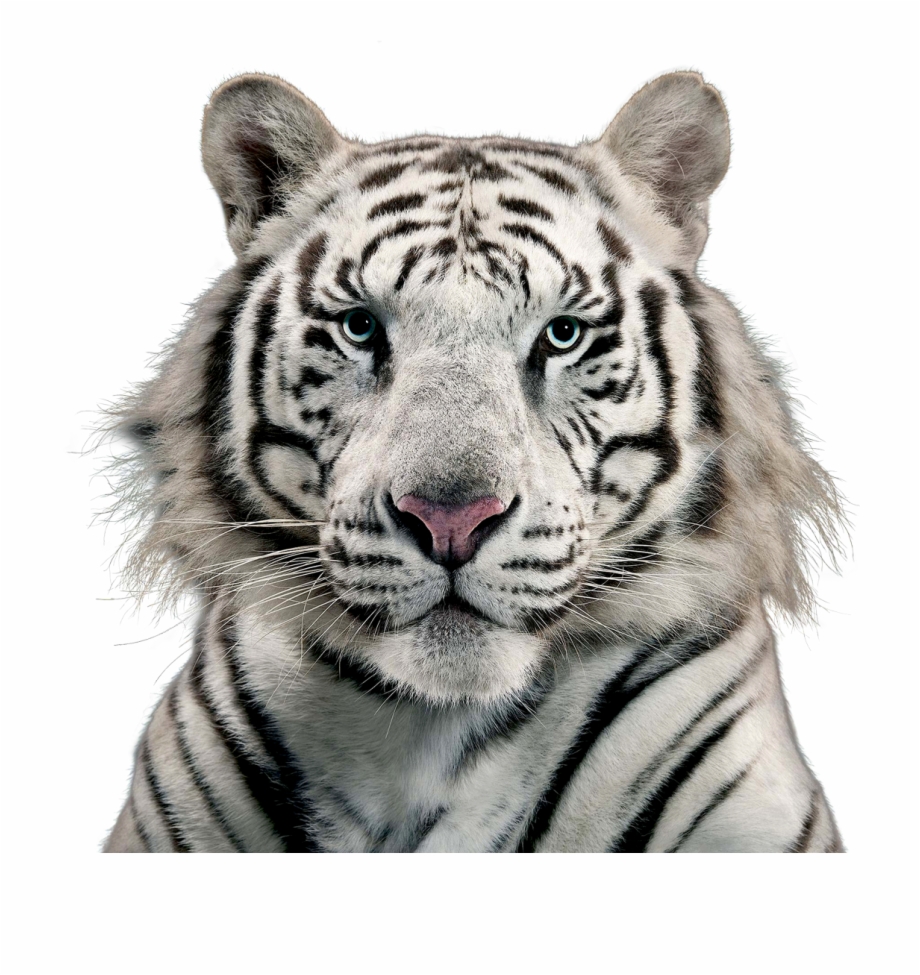 White Tiger White Tiger Transparent Background