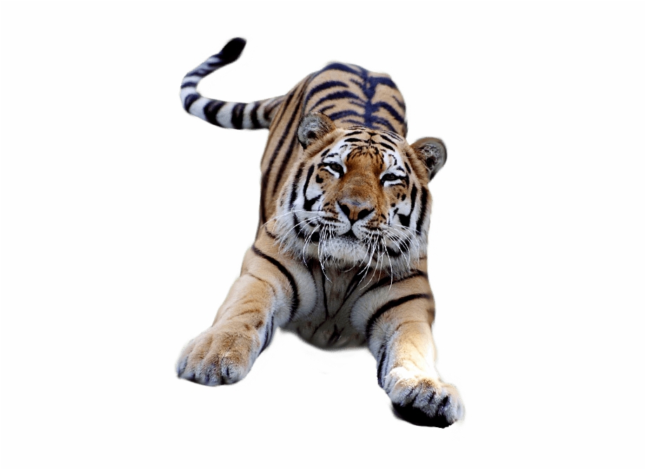 Jumping Tiger Tiger With A Transparent Background