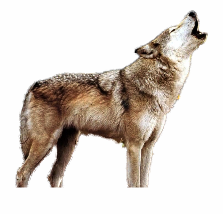 Howling Wolf Png Real Wolf Howling Transparent