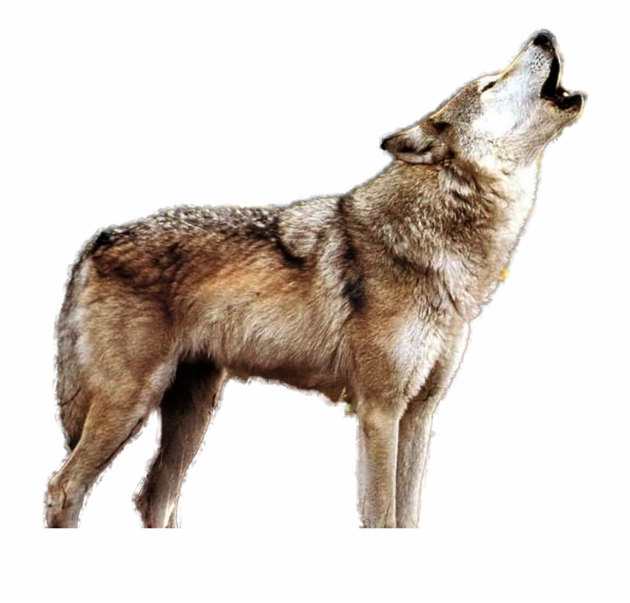 Wolf PNG transparent image download, size: 414x506px