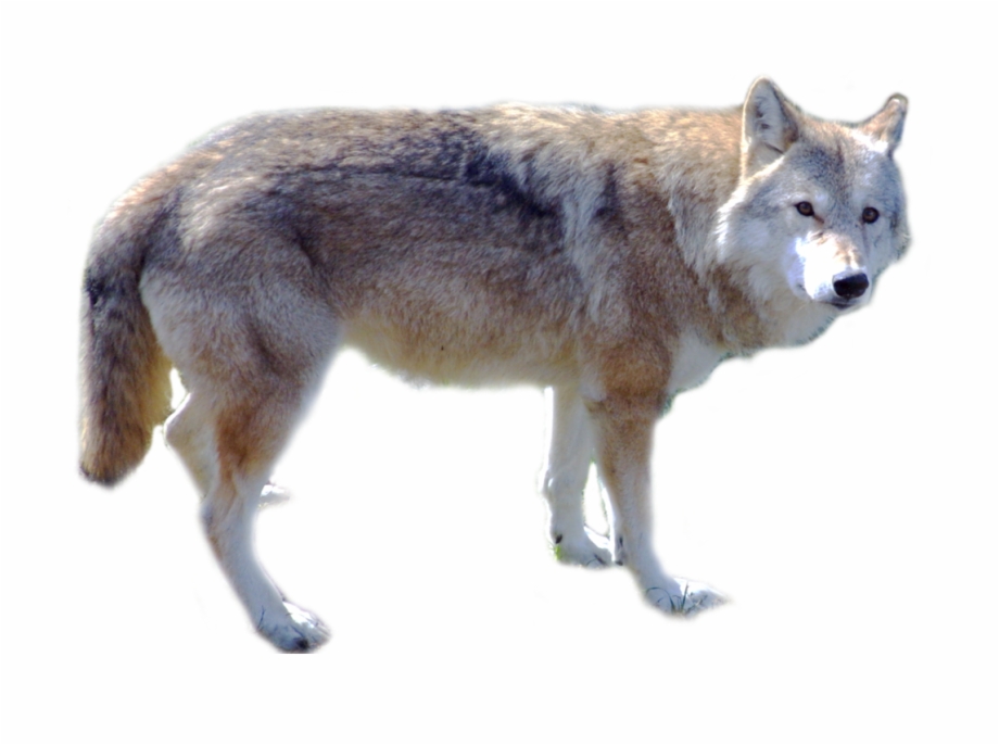 Wolf Png Png Download Wolf With Transparent Background