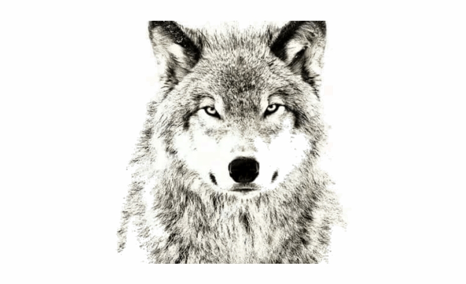 Wolf Png Transparent Images Wolf Don T Lose