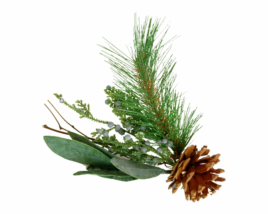 Pine Tree Branch Png Images Pictures Pine Tree