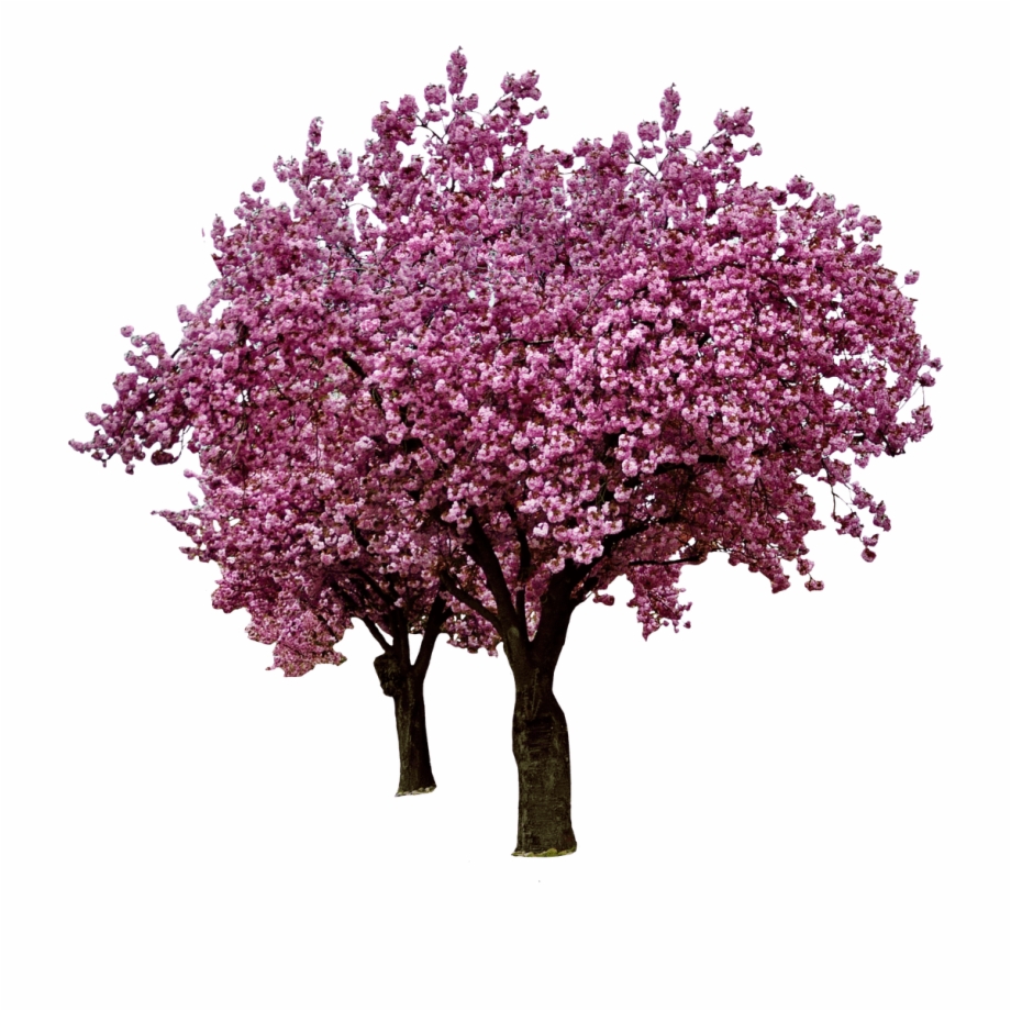 Download Cherry Blossom Tree Logo