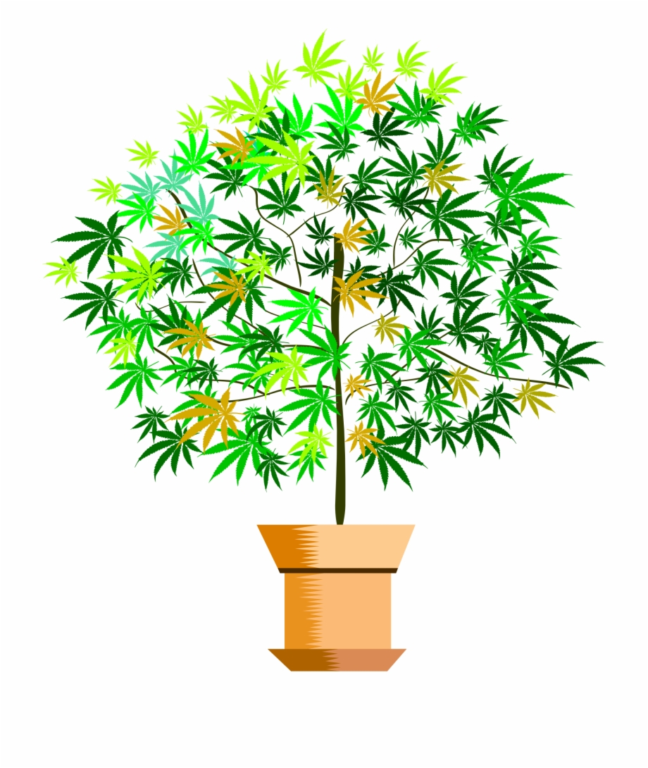 Potted Plant Png