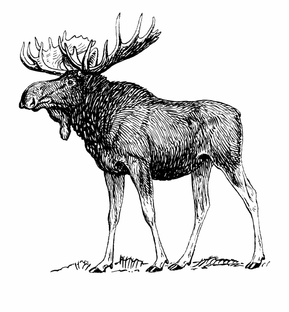 Moose Elk Reindeer Antlers Png Image Moose Black