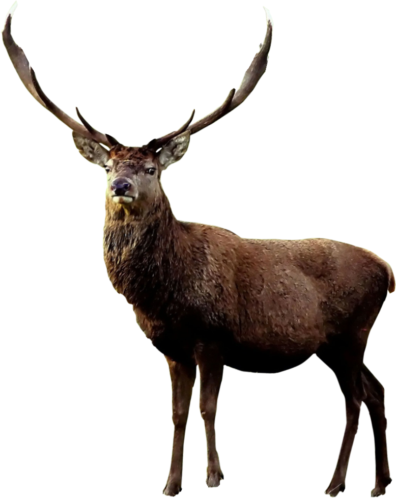 Reindeer In English Png Download Elk