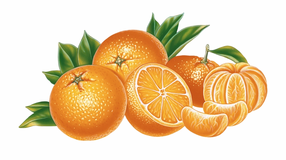 Orange Png Image Free Download Oranges Of The