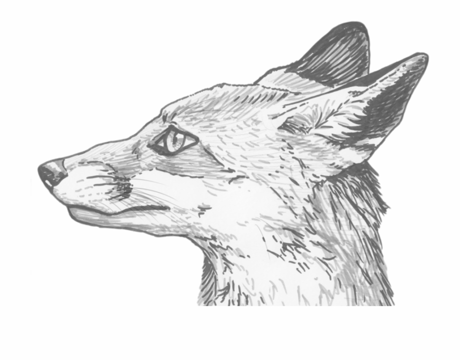 Fox Eyes Png Clipart Pencil Line Drawing Of