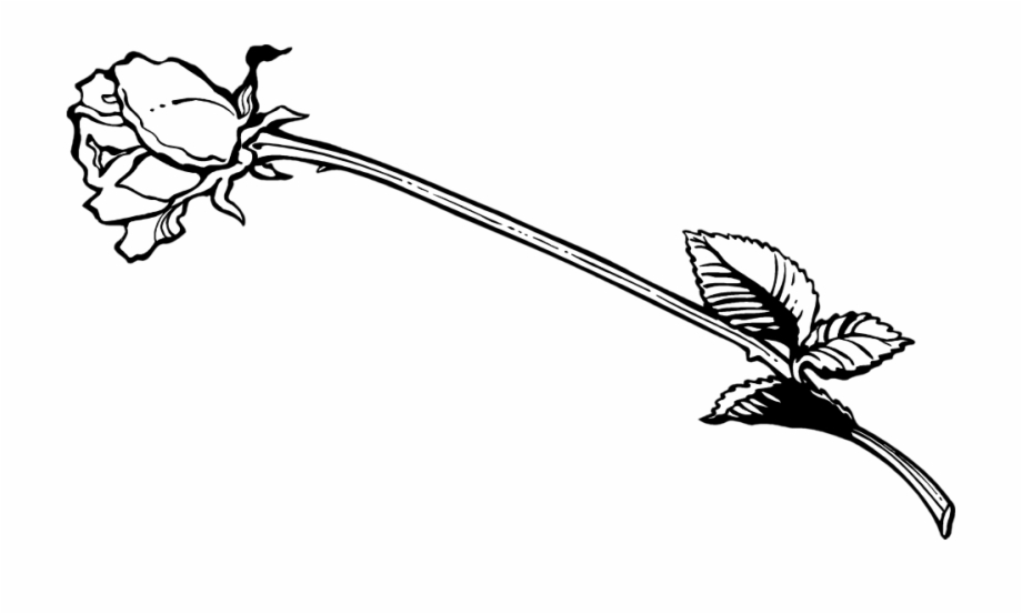 Stem Drawing Outline Long Stem Rose Clip Art