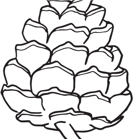 pine cone drawing easy
