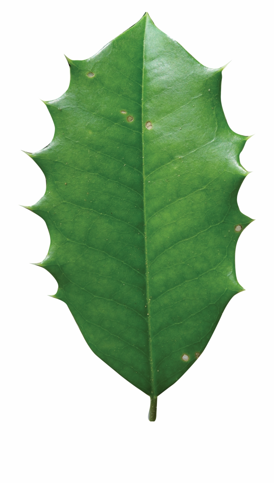 Holly Leaves Png American Holly Tree Leaf