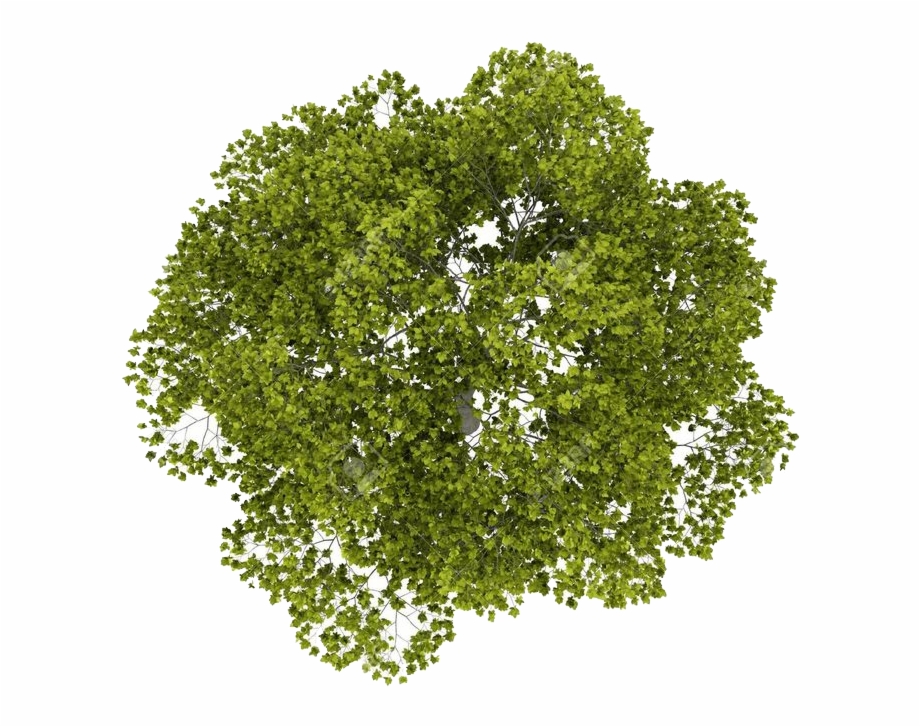Download Tree Top Png Image Tree Top View