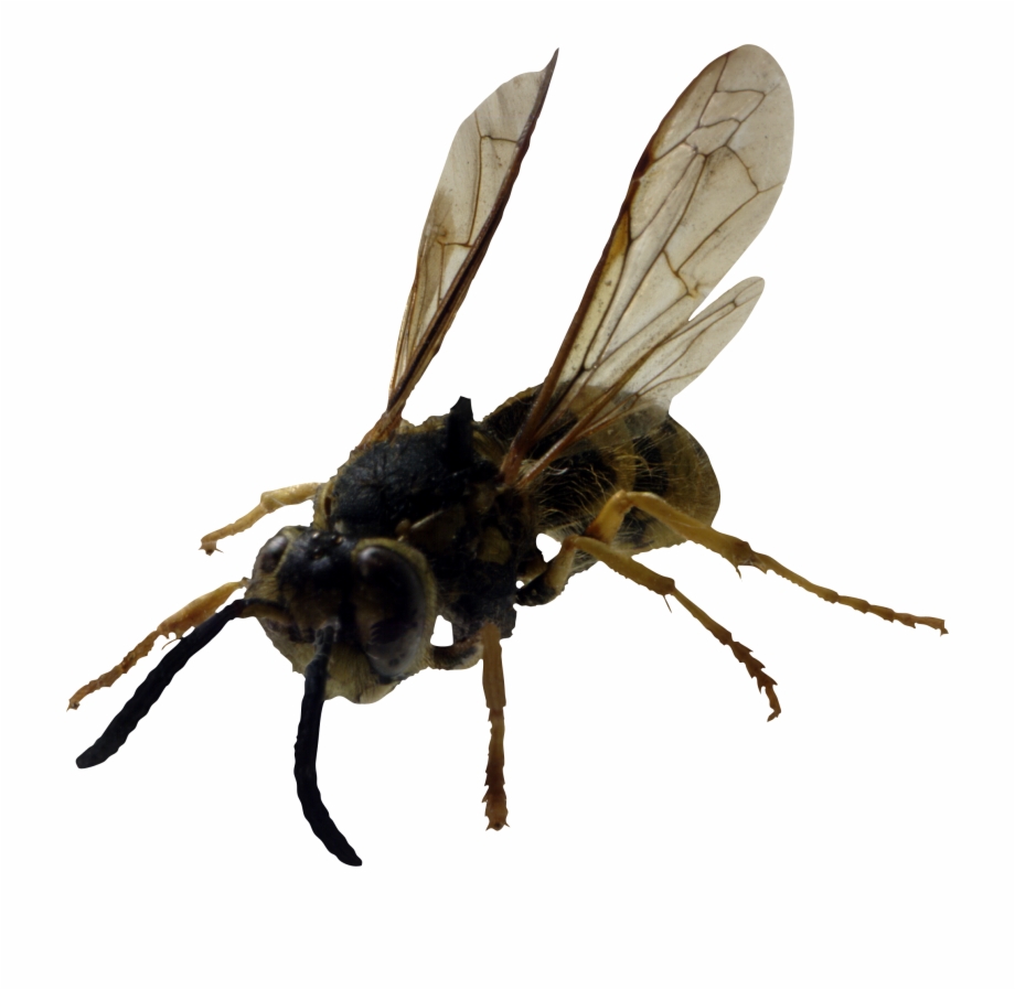 Bee Hornet With Transparent Background