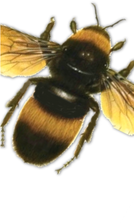 Bee 430X860 Bumble Bee