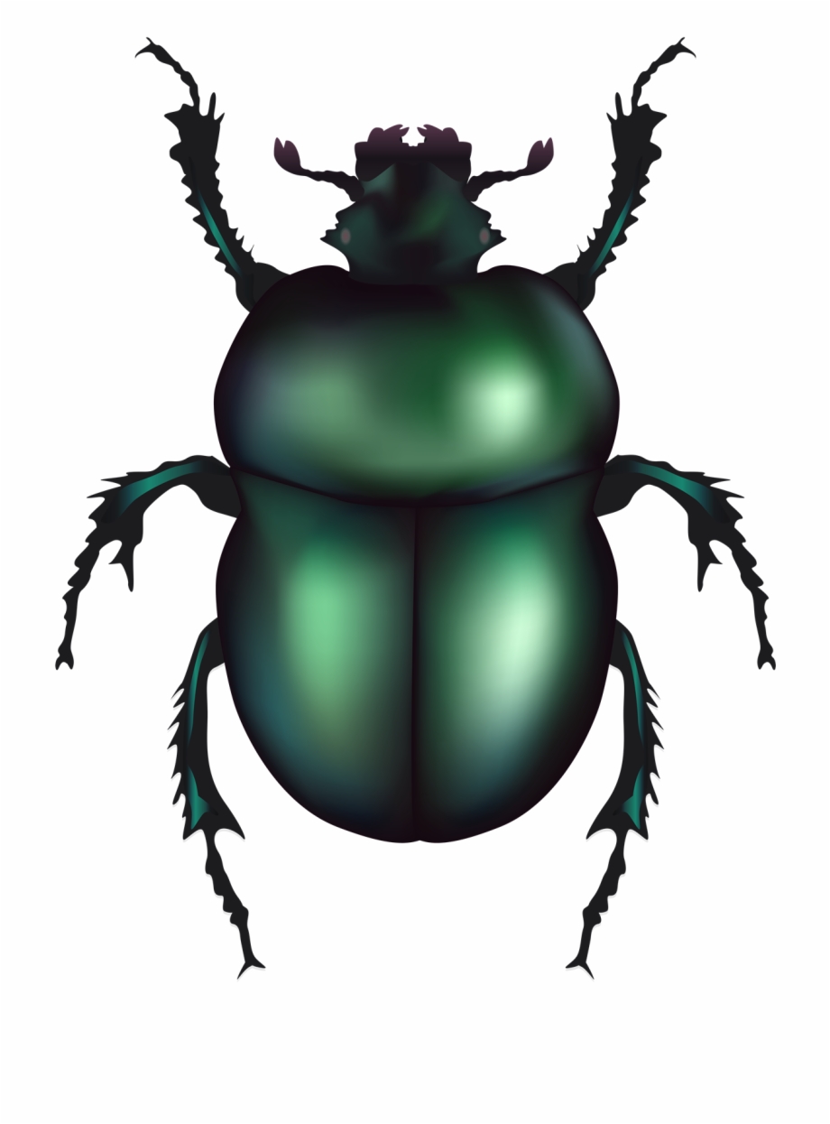 Beetle Free Png Image Beetle Clipart
