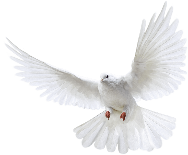 Peace Pigeon Png Pigeon Png