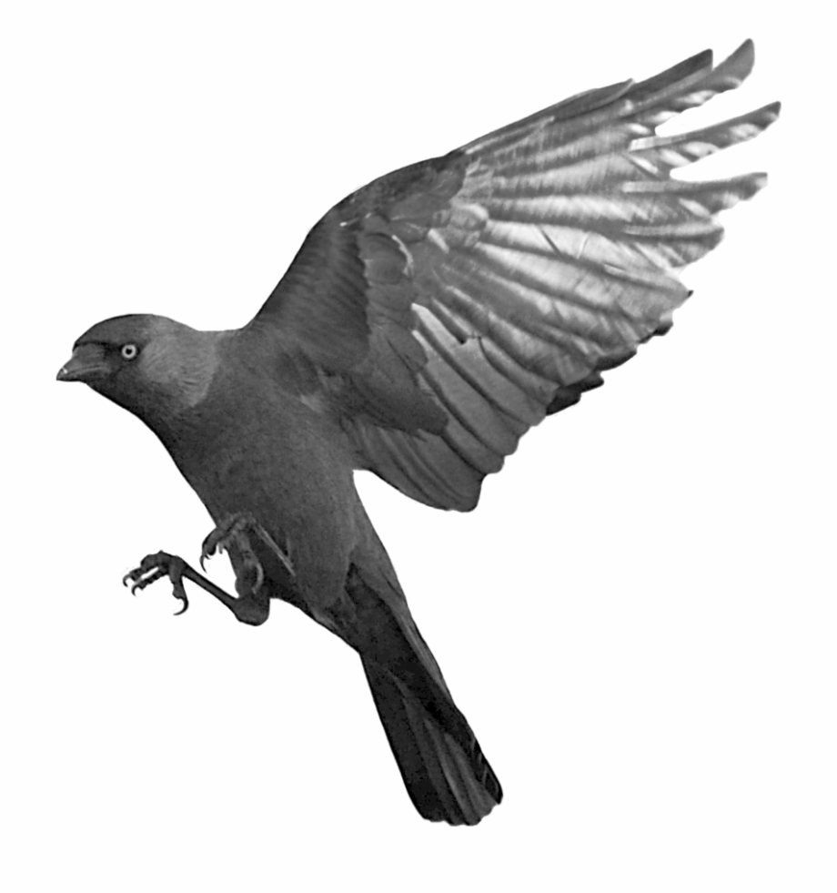 flying raven png
