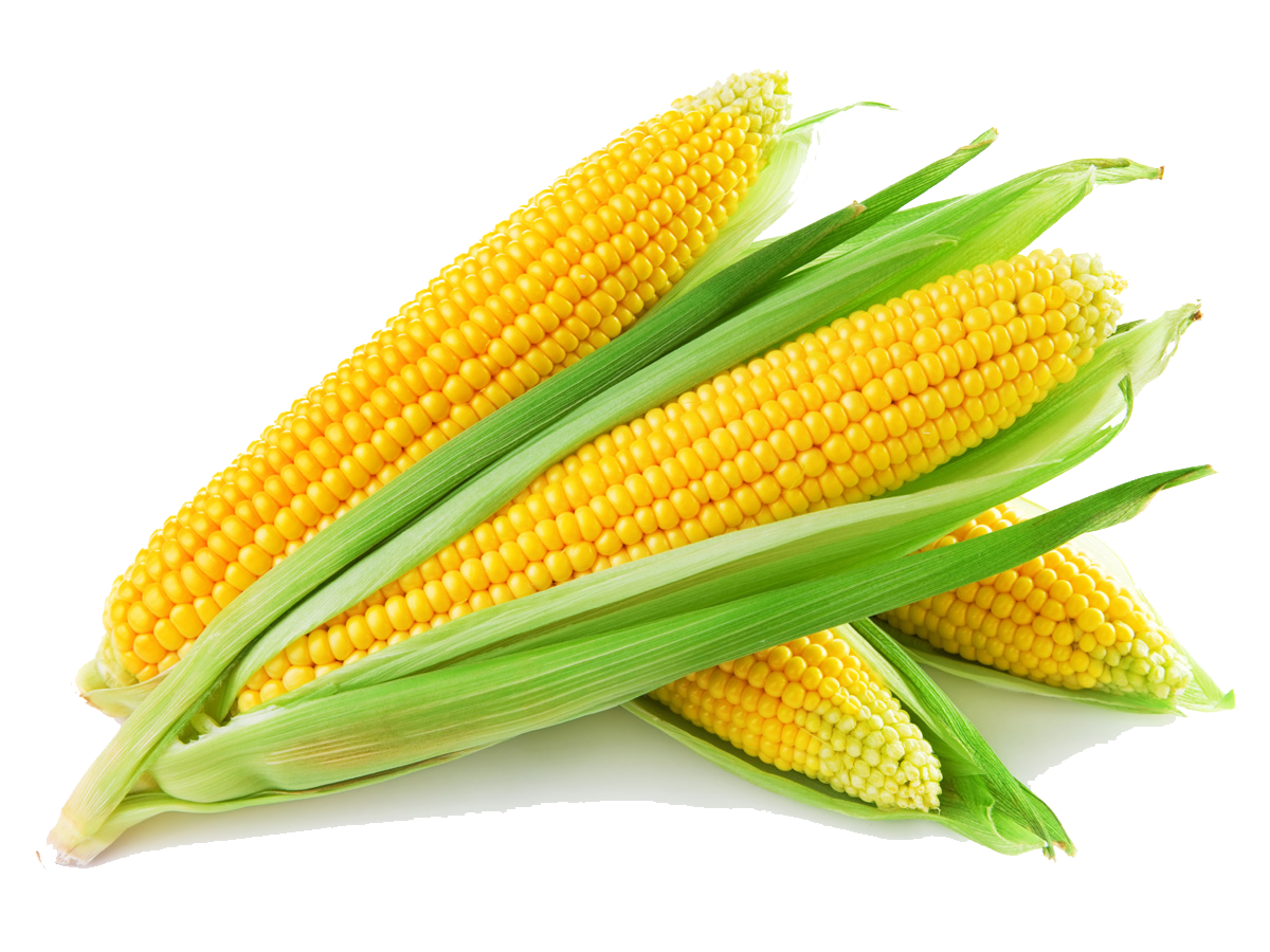 Sweet Corn Png - Clip Art Library
