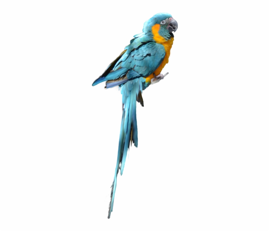 Blue Parrot Png Picture Blue Parrot Png