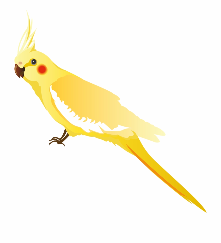 Желтый попугай на белом фоне