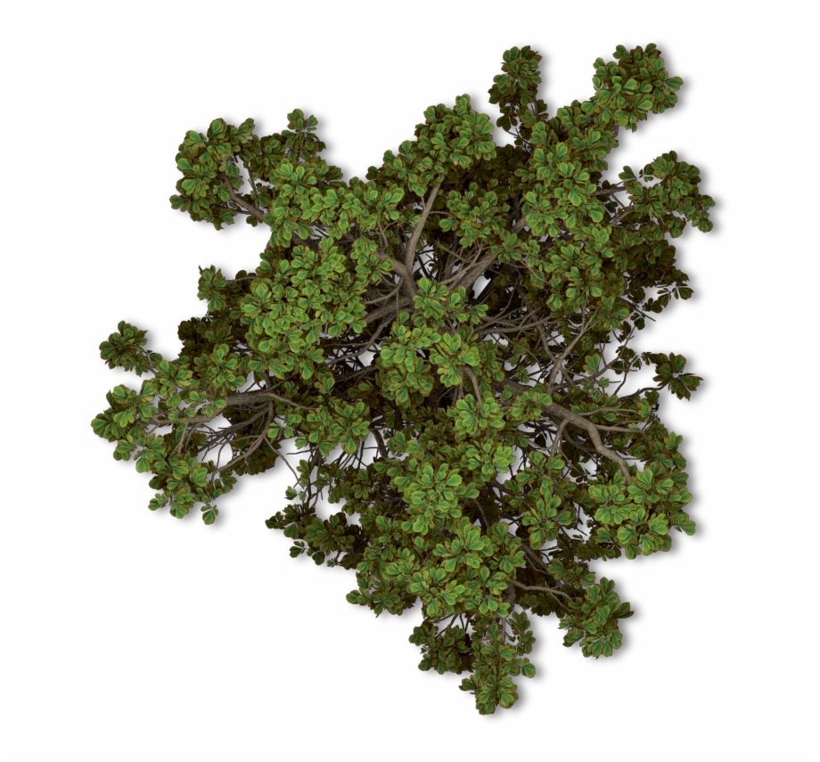 Trees Tree Nature Topview Plan Tree Png Top
