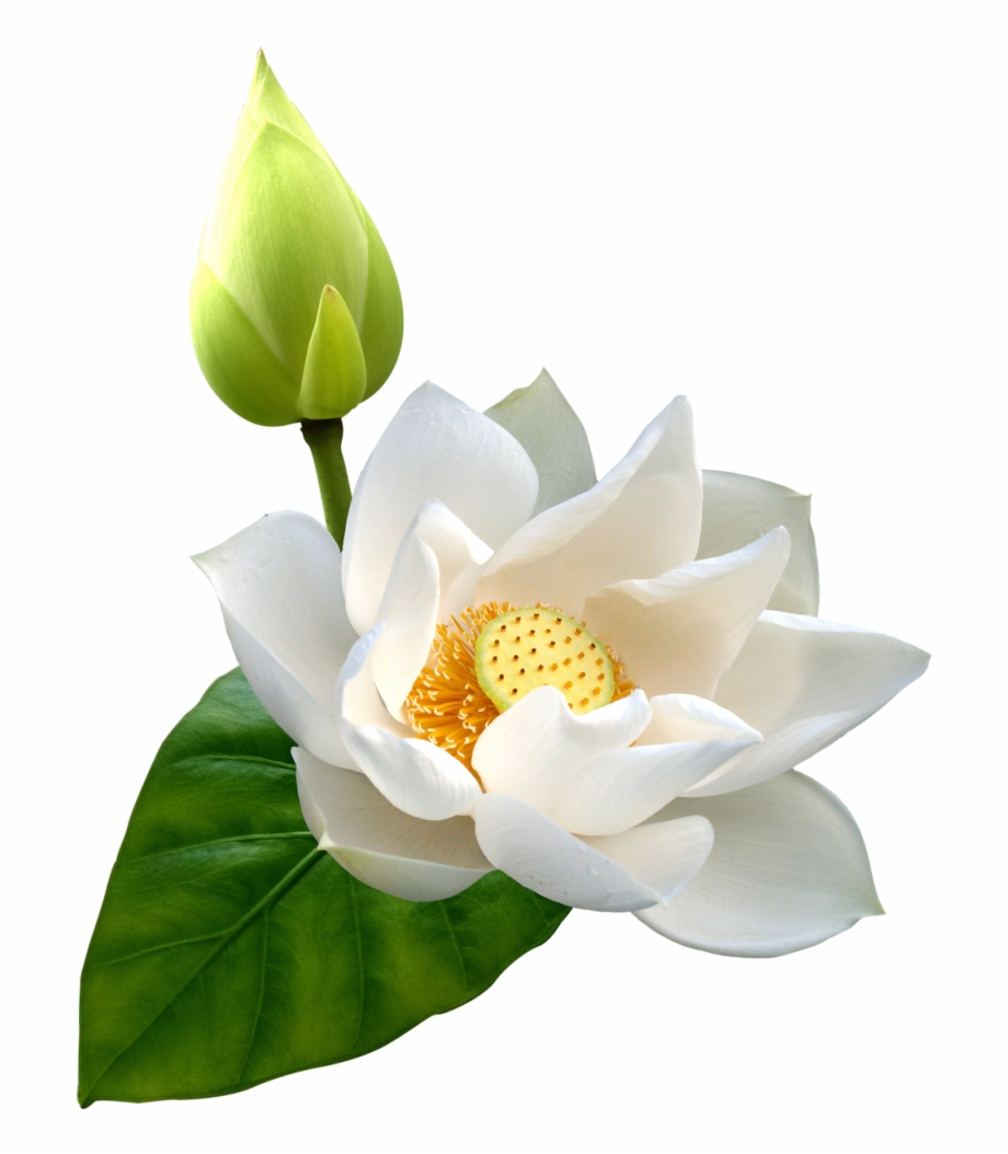Lotus Png Hd White Lotus Flower Png