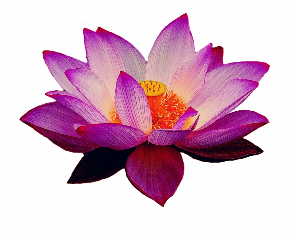 Transparent Background Lotus Symbol Transparent